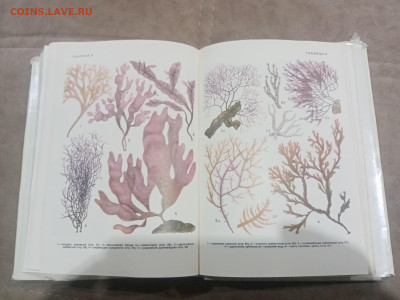 Водоросли лишайники ссср до 13.02.26 в 22:00 по мск - IMG_20260208_015547