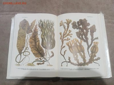 Водоросли лишайники ссср до 13.02.26 в 22:00 по мск - IMG_20260208_015536