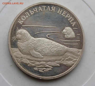 Рубль 2007 год Кольчатая Нерпа - IMG_4156.JPG