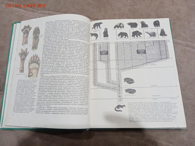 Медведи и другие хищные звери до 26.02.26 в 22:00 по мск - IMG_20260220_204356