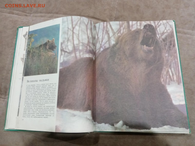 Медведи и другие хищные звери до 26.02.26 в 22:00 по мск - IMG_20260220_204345