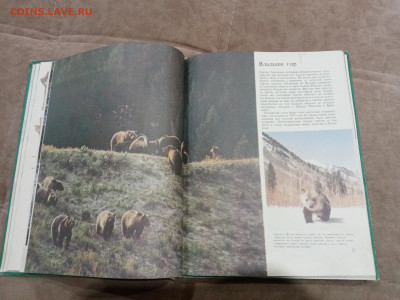 Медведи и другие хищные звери до 26.02.26 в 22:00 по мск - IMG_20260220_204333