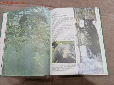 Медведи и другие хищные звери до 26.02.26 в 22:00 по мск - IMG_20260220_204322