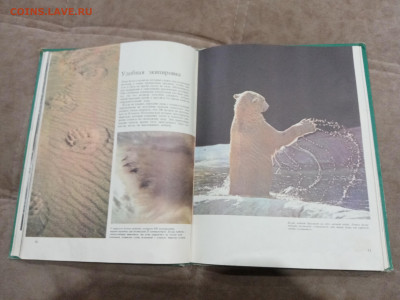 Медведи и другие хищные звери до 26.02.26 в 22:00 по мск - IMG_20260220_204312