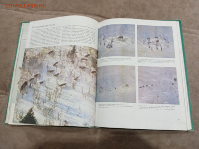 Медведи и другие хищные звери до 26.02.26 в 22:00 по мск - IMG_20260220_204302