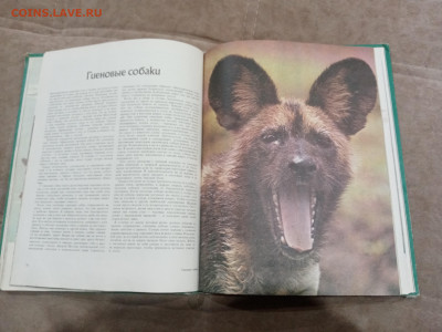 Медведи и другие хищные звери до 26.02.26 в 22:00 по мск - IMG_20260220_204251