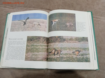 Медведи и другие хищные звери до 26.02.26 в 22:00 по мск - IMG_20260220_204241