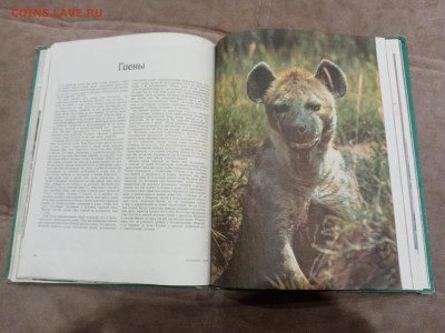 Медведи и другие хищные звери до 26.02.26 в 22:00 по мск - IMG_20260220_204231