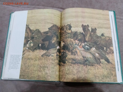 Медведи и другие хищные звери до 26.02.26 в 22:00 по мск - IMG_20260220_204222