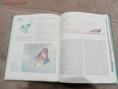 Медведи и другие хищные звери до 26.02.26 в 22:00 по мск - IMG_20260220_204212