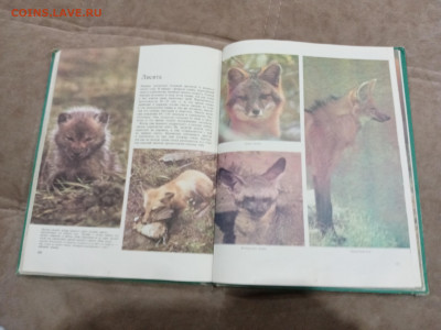 Медведи и другие хищные звери до 26.02.26 в 22:00 по мск - IMG_20260220_204201