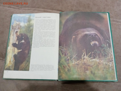 Медведи и другие хищные звери до 26.02.26 в 22:00 по мск - IMG_20260220_204150