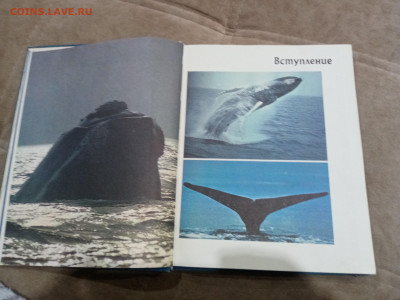 Киты и другие морские млекопитающие до 26.02.26 в 22:00 по м - IMG_20260220_205322