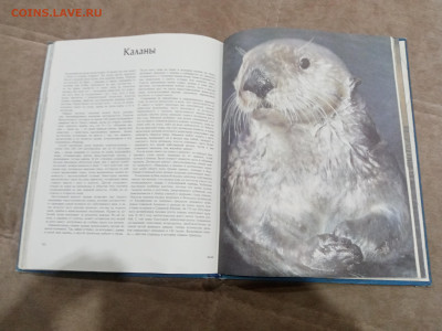 Киты и другие морские млекопитающие до 26.02.26 в 22:00 по м - IMG_20260220_205234