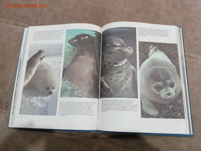 Киты и другие морские млекопитающие до 26.02.26 в 22:00 по м - IMG_20260220_205220