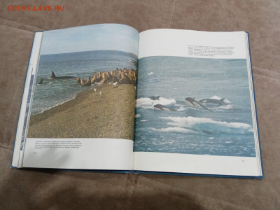 Киты и другие морские млекопитающие до 26.02.26 в 22:00 по м - IMG_20260220_205211