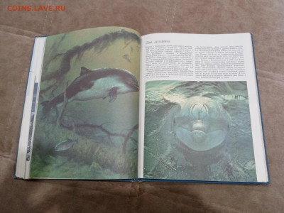 Киты и другие морские млекопитающие до 26.02.26 в 22:00 по м - IMG_20260220_205207