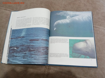 Киты и другие морские млекопитающие до 26.02.26 в 22:00 по м - IMG_20260220_205157