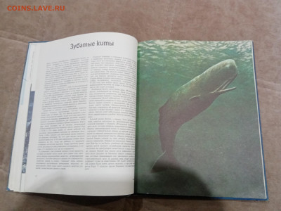 Киты и другие морские млекопитающие до 26.02.26 в 22:00 по м - IMG_20260220_205152