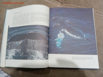 Киты и другие морские млекопитающие до 26.02.26 в 22:00 по м - IMG_20260220_205141