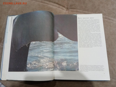 Киты и другие морские млекопитающие до 26.02.26 в 22:00 по м - IMG_20260220_205137