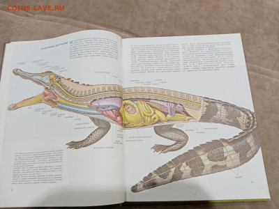 Рептилии до 26.02.26 в 22:00 по мск - IMG_20260220_230020