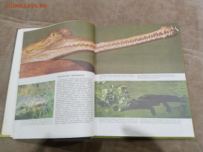 Рептилии до 26.02.26 в 22:00 по мск - IMG_20260220_230009