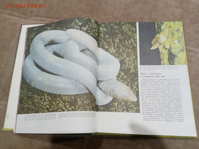 Рептилии до 26.02.26 в 22:00 по мск - IMG_20260220_225959