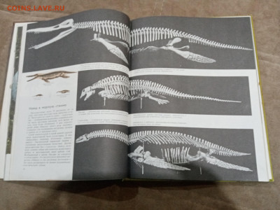 Рептилии до 26.02.26 в 22:00 по мск - IMG_20260220_225920