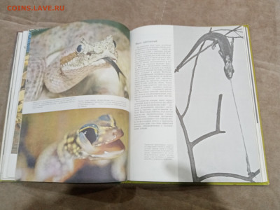 Рептилии до 26.02.26 в 22:00 по мск - IMG_20260220_225854