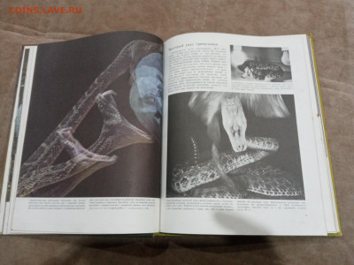 Рептилии до 26.02.26 в 22:00 по мск - IMG_20260220_225906