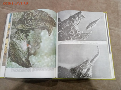 Рептилии до 26.02.26 в 22:00 по мск - IMG_20260220_225838