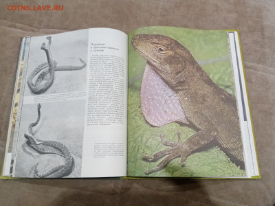 Рептилии до 26.02.26 в 22:00 по мск - IMG_20260220_225816