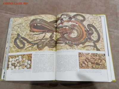 Рептилии до 26.02.26 в 22:00 по мск - IMG_20260220_225806