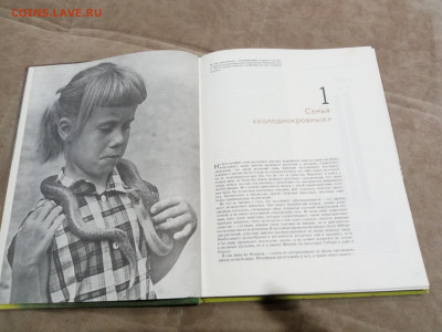 Рептилии до 26.02.26 в 22:00 по мск - IMG_20260220_225459