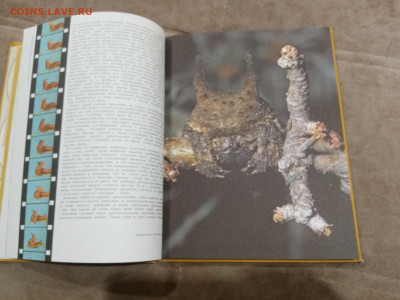 Способы защиты у животных до 26.02.26 в 22:00 по мск - IMG_20260220_232755