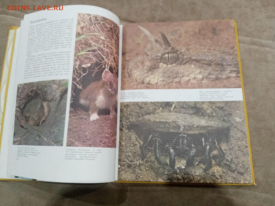 Способы защиты у животных до 26.02.26 в 22:00 по мск - IMG_20260220_232745