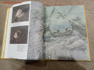 Способы защиты у животных до 26.02.26 в 22:00 по мск - IMG_20260220_232736