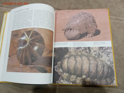 Способы защиты у животных до 26.02.26 в 22:00 по мск - IMG_20260220_232723