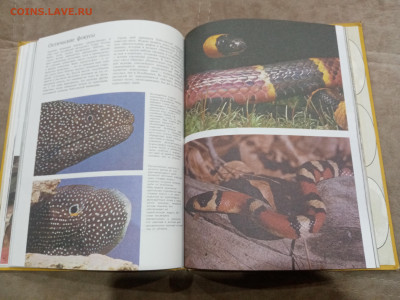 Способы защиты у животных до 26.02.26 в 22:00 по мск - IMG_20260220_232613