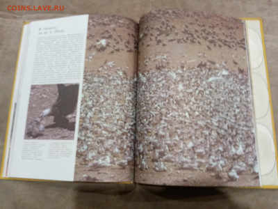 Способы защиты у животных до 26.02.26 в 22:00 по мск - IMG_20260220_232516