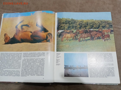 Коневодство в ссср очень красочная и информативно книга - IMG_20260220_234417