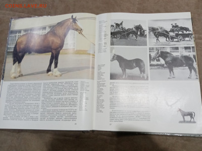 Коневодство в ссср очень красочная и информативно книга - IMG_20260220_234344