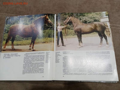 Коневодство в ссср очень красочная и информативно книга - IMG_20260220_234332