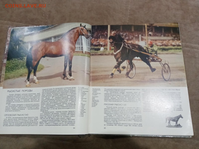 Коневодство в ссср очень красочная и информативно книга - IMG_20260220_234322