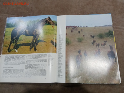 Коневодство в ссср очень красочная и информативно книга - IMG_20260220_234312