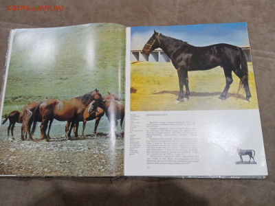 Коневодство в ссср очень красочная и информативно книга - IMG_20260220_234301