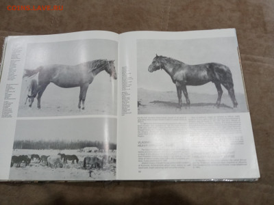 Коневодство в ссср очень красочная и информативно книга - IMG_20260220_234247