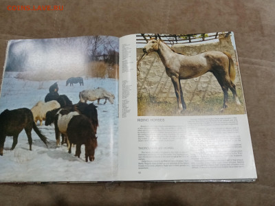 Коневодство в ссср очень красочная и информативно книга - IMG_20260220_234236