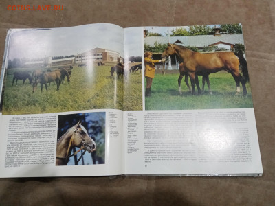 Коневодство в ссср очень красочная и информативно книга - IMG_20260220_234225